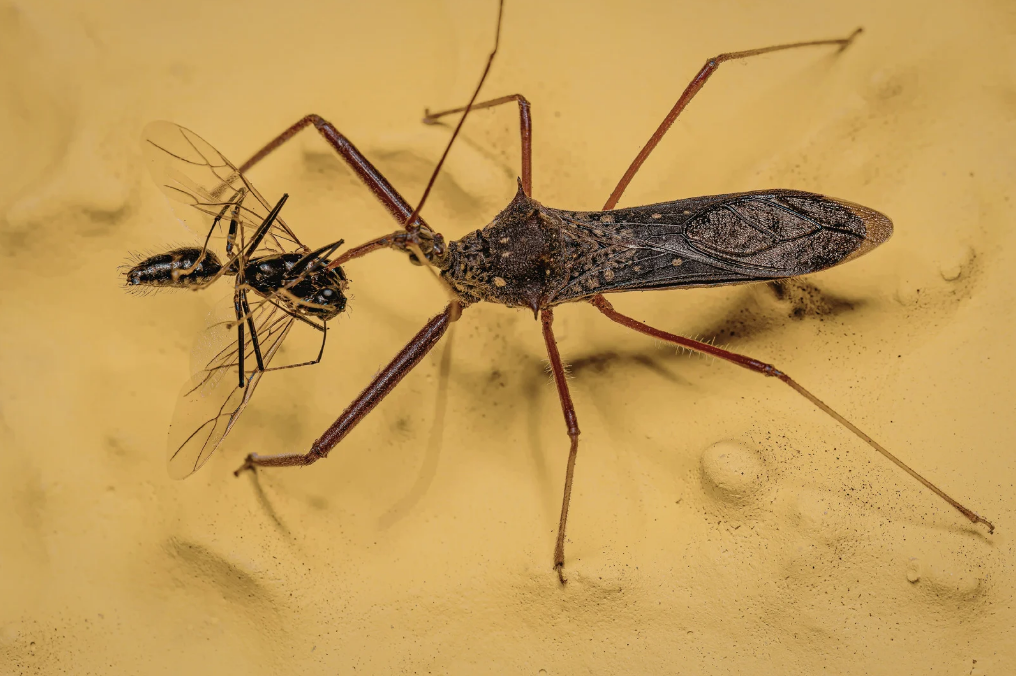 insekter