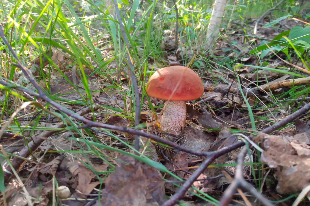 rødskrubb