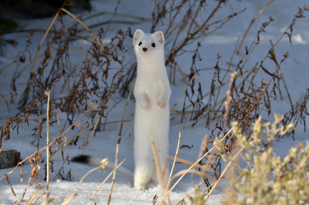 snømus