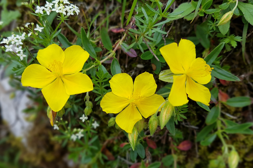 solrose