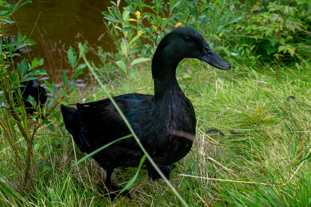 svartand